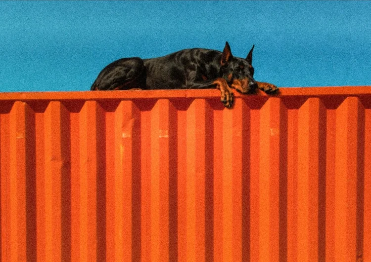 The Truth About Doberman’s Nails: Misconceptions and Finding Balance