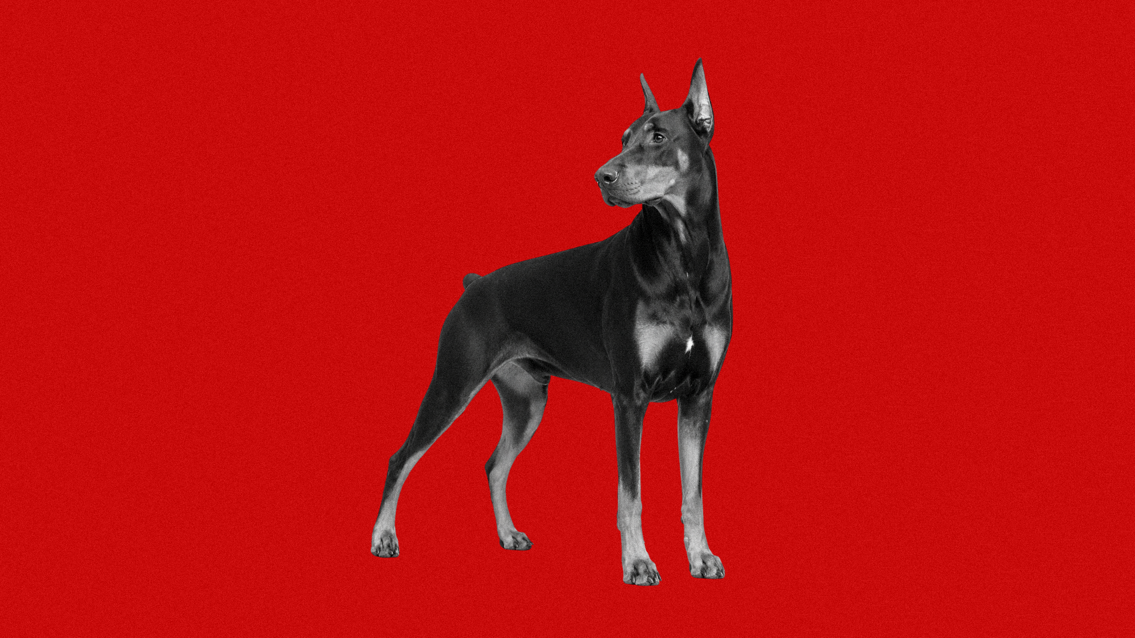 The White Patch on Dobermans: Origins and Implications for Conformation