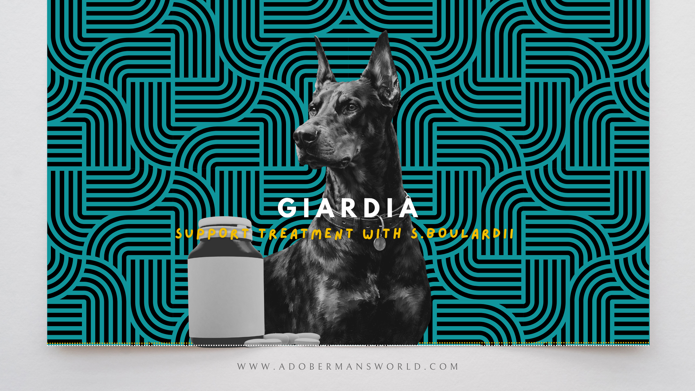 Tailored Probiotic Use: Saccharomyces Boulardii's Possible Role in Managing Giardia Infections in Dobermans