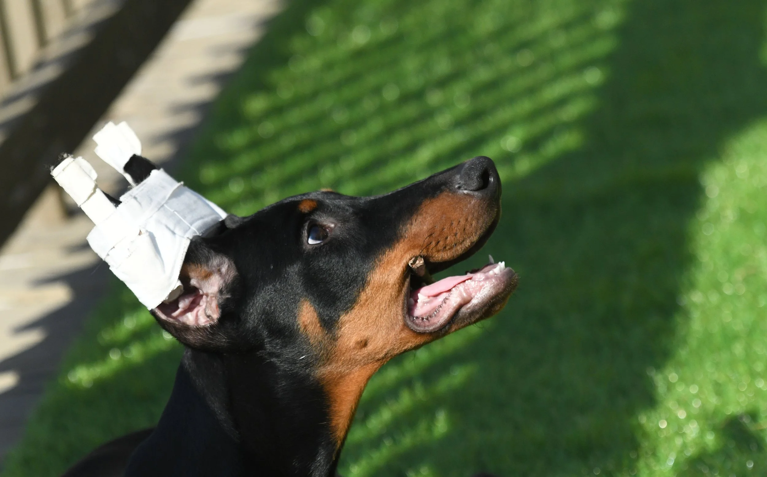 A Doberman Puppy with popsicle stick ear taping method