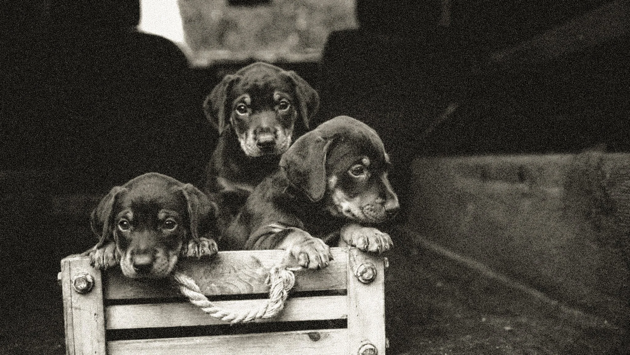 The Controversy Surrounding "One Litter Back" Contracts in Dog Breeding