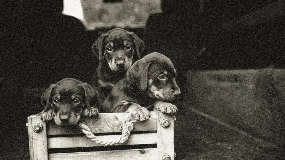 The Controversy Surrounding "One Litter Back" Contracts in Dog Breeding