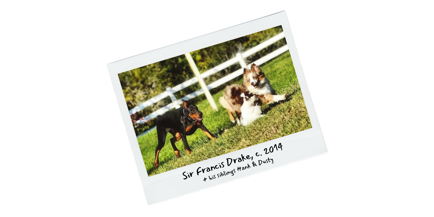 A family photograph of Sir Francis Drake outdoors with Hank and Dusty, around 2014.