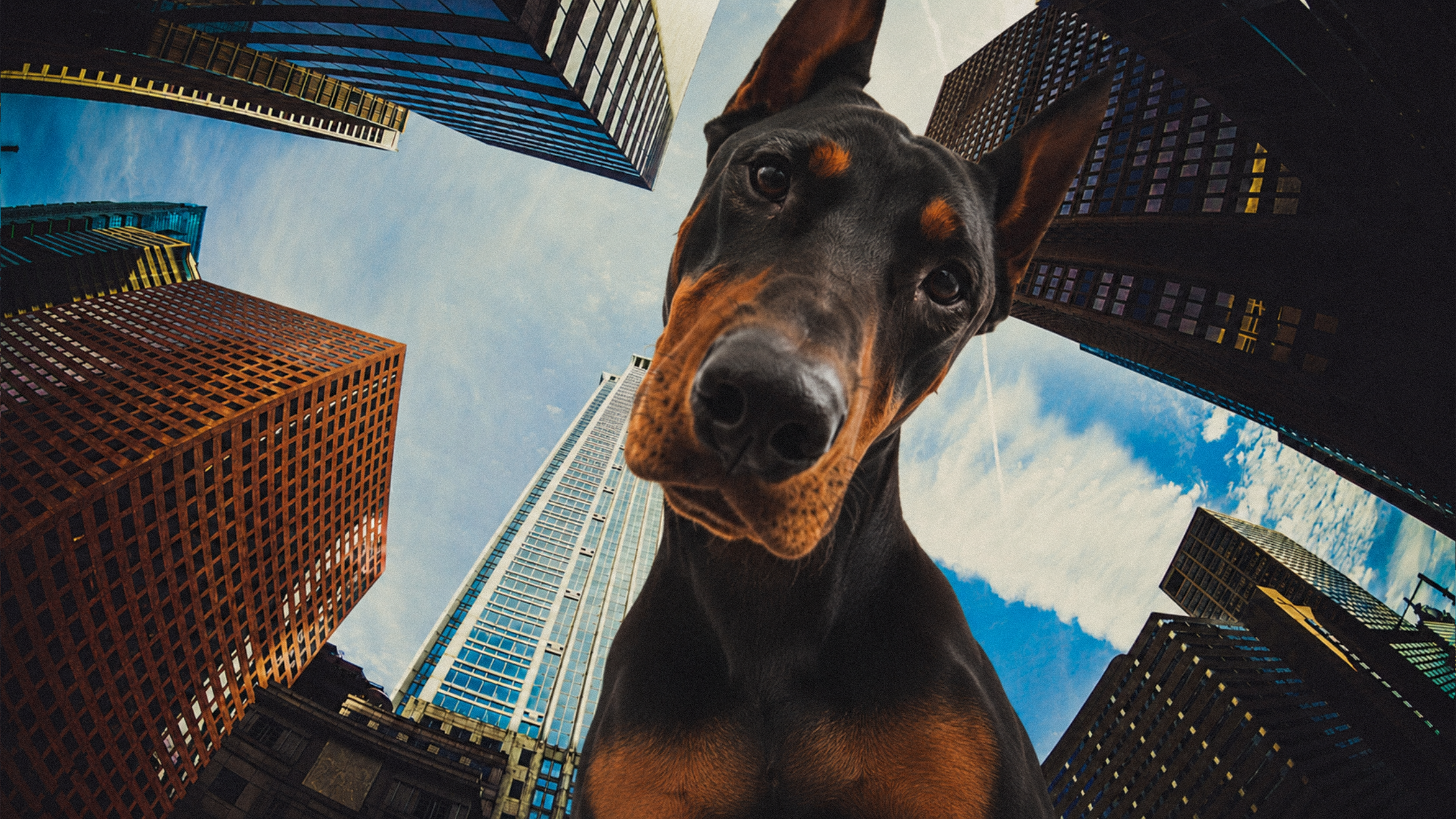 Metronidazole in Dobermans: A Call for Cautious Use