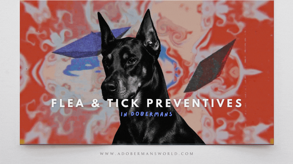 The Side Effects and Potential Dangers of Traditional Flea and Tick Preventatives in Dogs