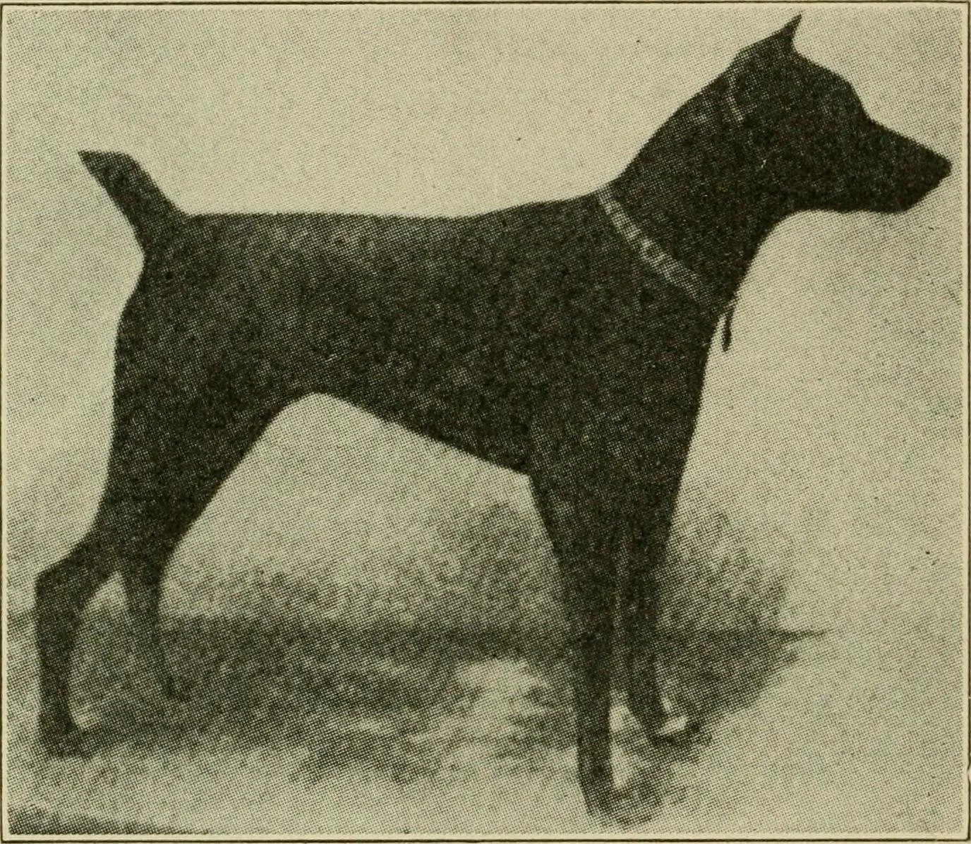A Doberman photograph from around 1911