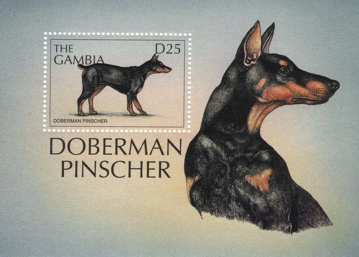 1997 Gambia D25 Doberman Pinscher souvenir stamp sheet