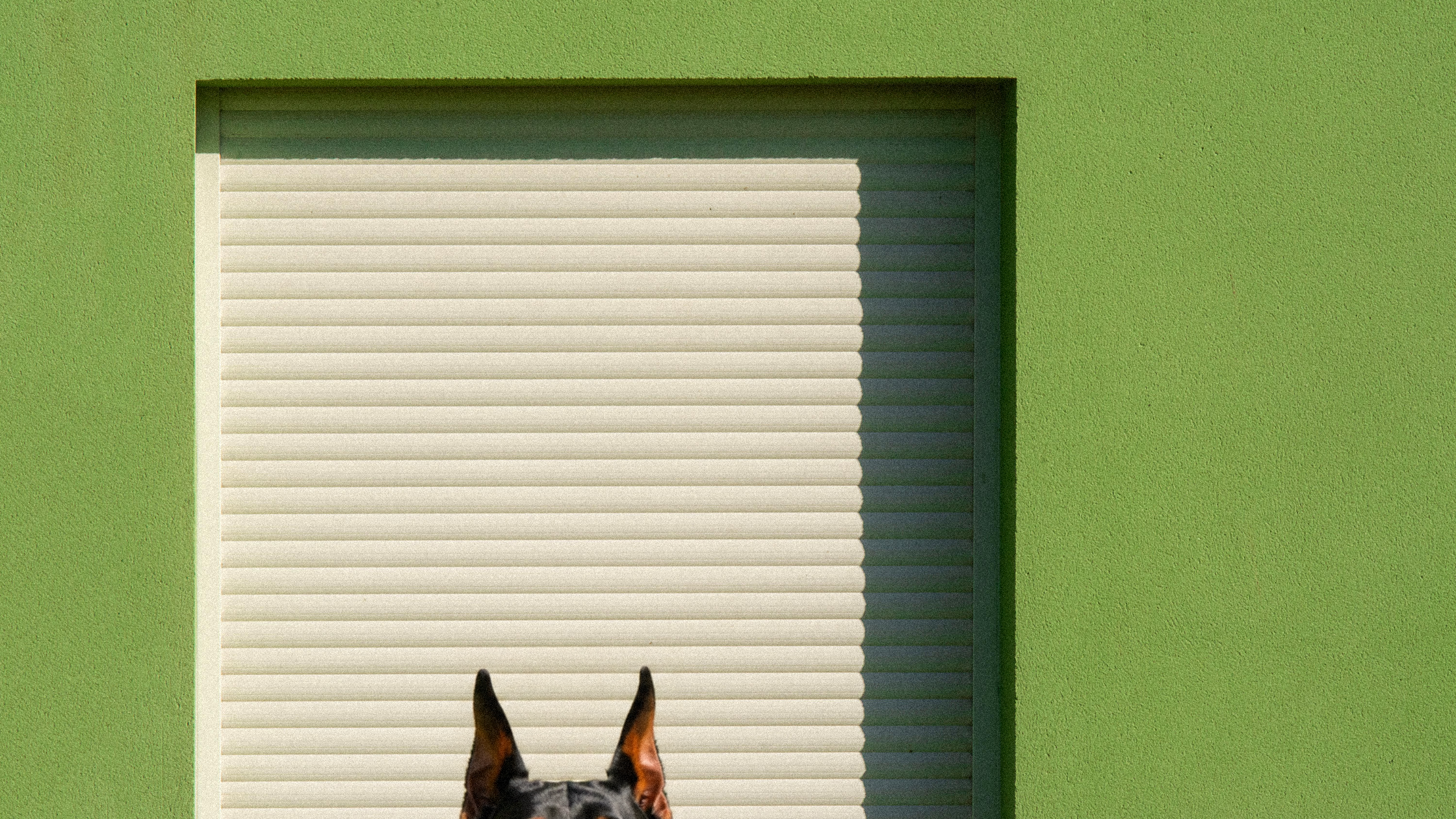 Critical Analysis of Cytopoint in Veterinary Medicine and Specific Concerns for Dobermans
