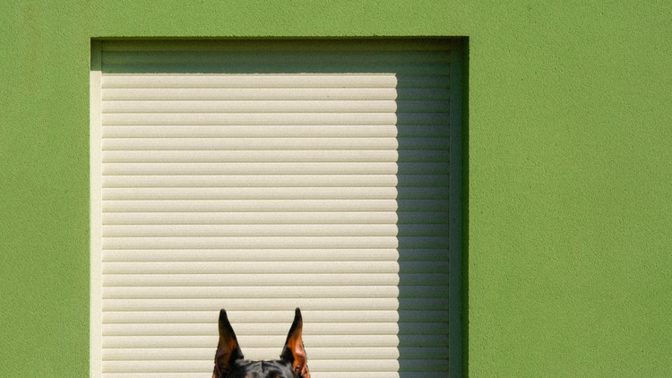 Critical Analysis of Cytopoint in Veterinary Medicine and Specific Concerns for Dobermans