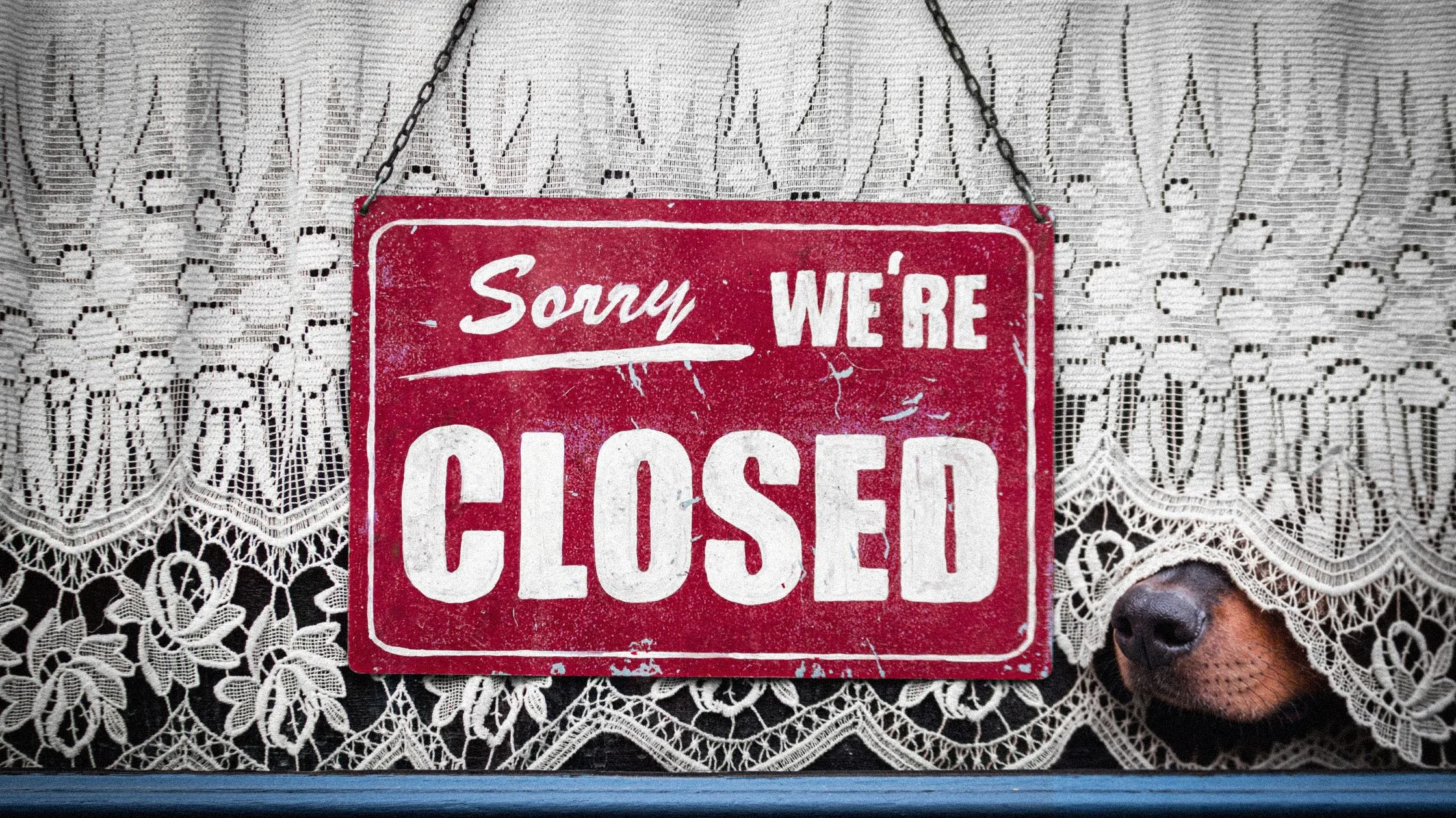 Doberman’s nose peeking beneath a lace curtain beside a hanging “Sorry, we’re closed” sign.