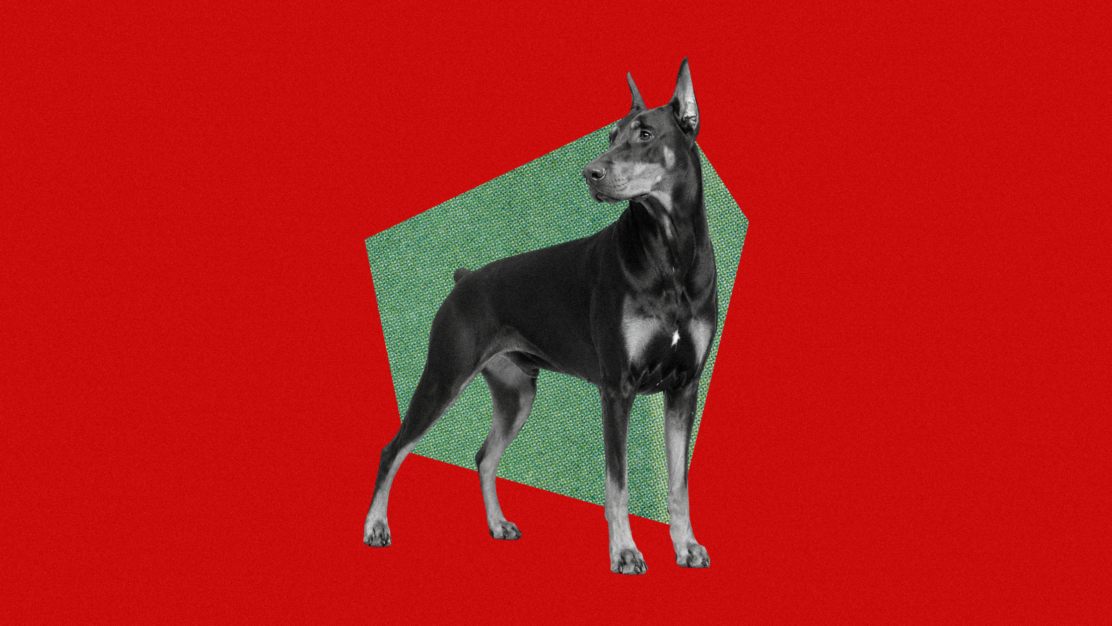 The White Patch on Dobermans: Origins and Implications for Conformation