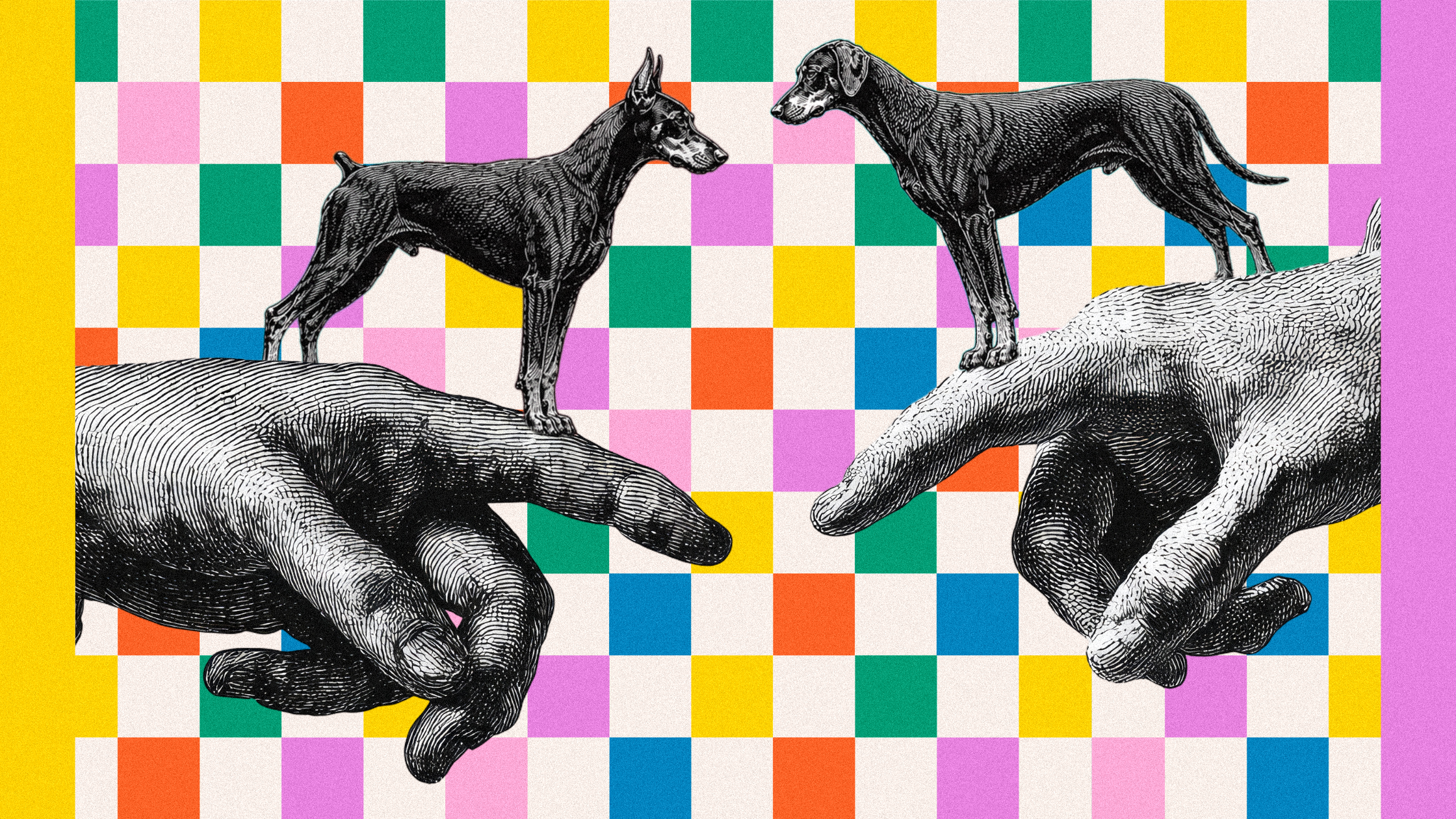Understanding the Differences: European vs. American Dobermans