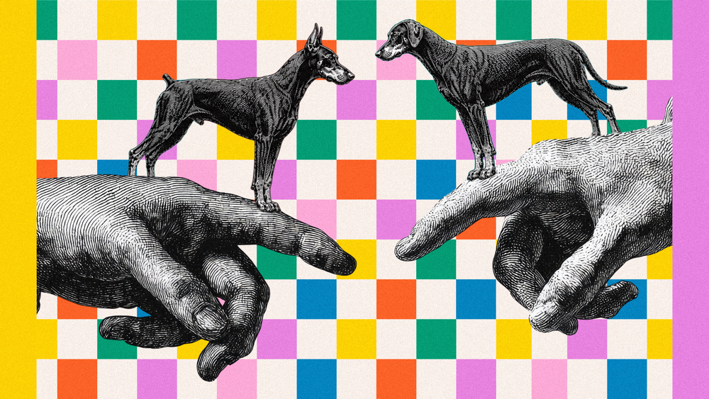 Understanding the Differences: European vs. American Dobermans