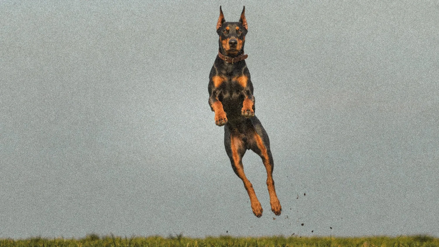 So You Are Thinking About Buying an E-Collar for Your Doberman