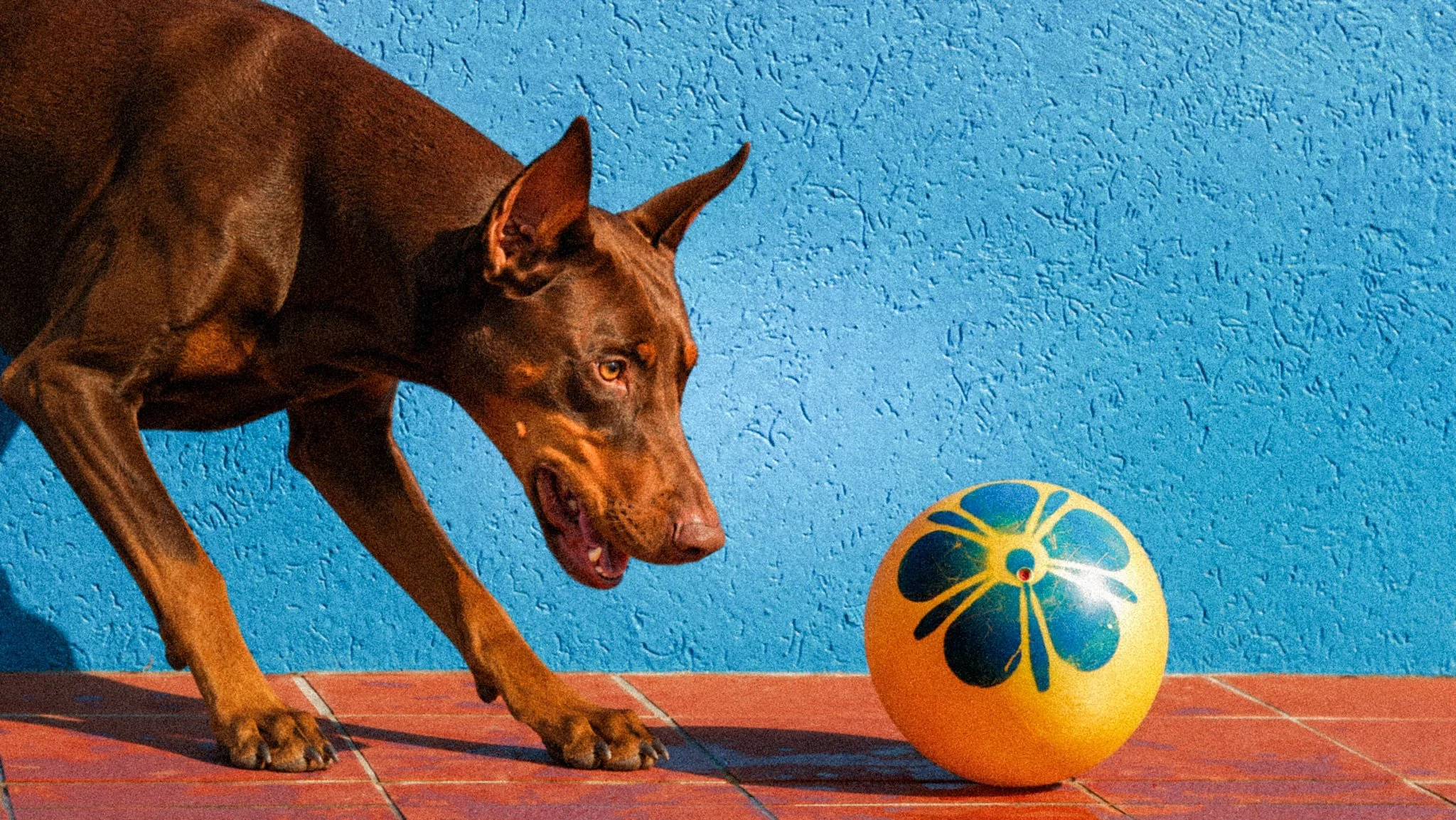 A Brief Overview of Breed-Specific Health Issues in Dobermans and a Look at “Doberman Hepatitis”