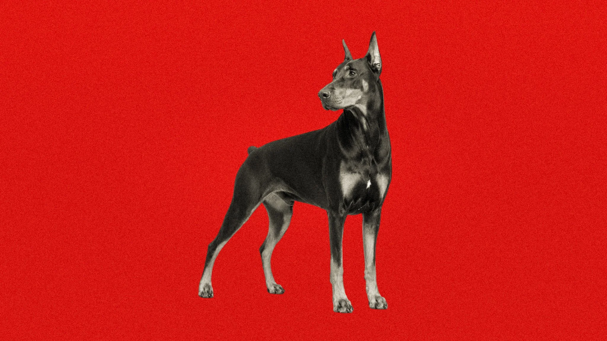 The White Patch on Dobermans: Origins and Implications for Conformation