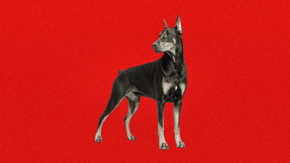 The White Patch on Dobermans: Origins and Implications for Conformation