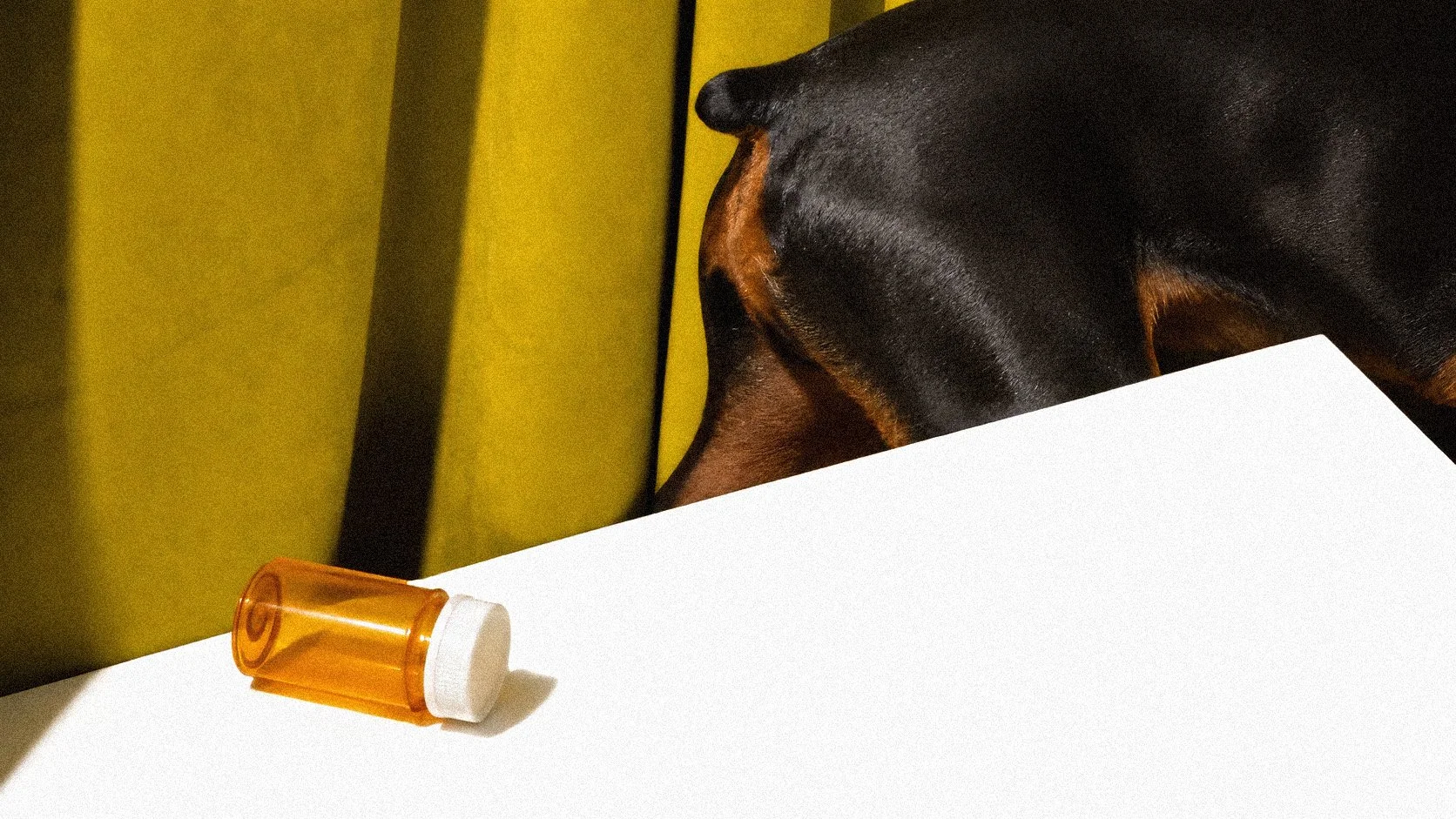A Doberman walking out of view beside a white desk with an amber medicine bottle lying on its side.