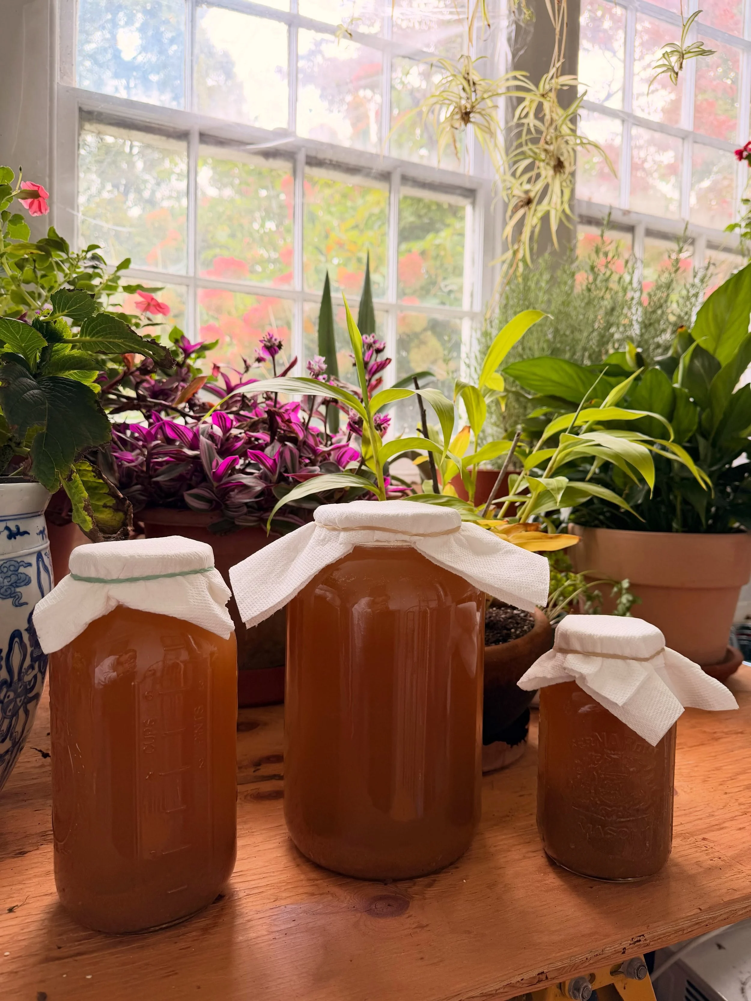 the fairies are doing overtime in the fermentation station ✨🍎
right now the &ldquo;mother&rdquo; is currently transforming into a gut-loving potion that is apple cider vinegar. we believe good things can&rsquo;t be rushed, so we are letting nature d
