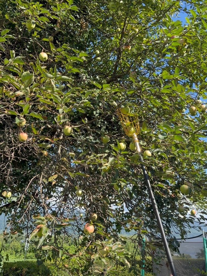 Apple cider vinegar season is right around the corner yall!! We&rsquo;re keeping the flu at bay with fire cider and other vinegar treats. Here&rsquo;s a little behind the scenes of our preparations for colder months ahead. 🍎🍏