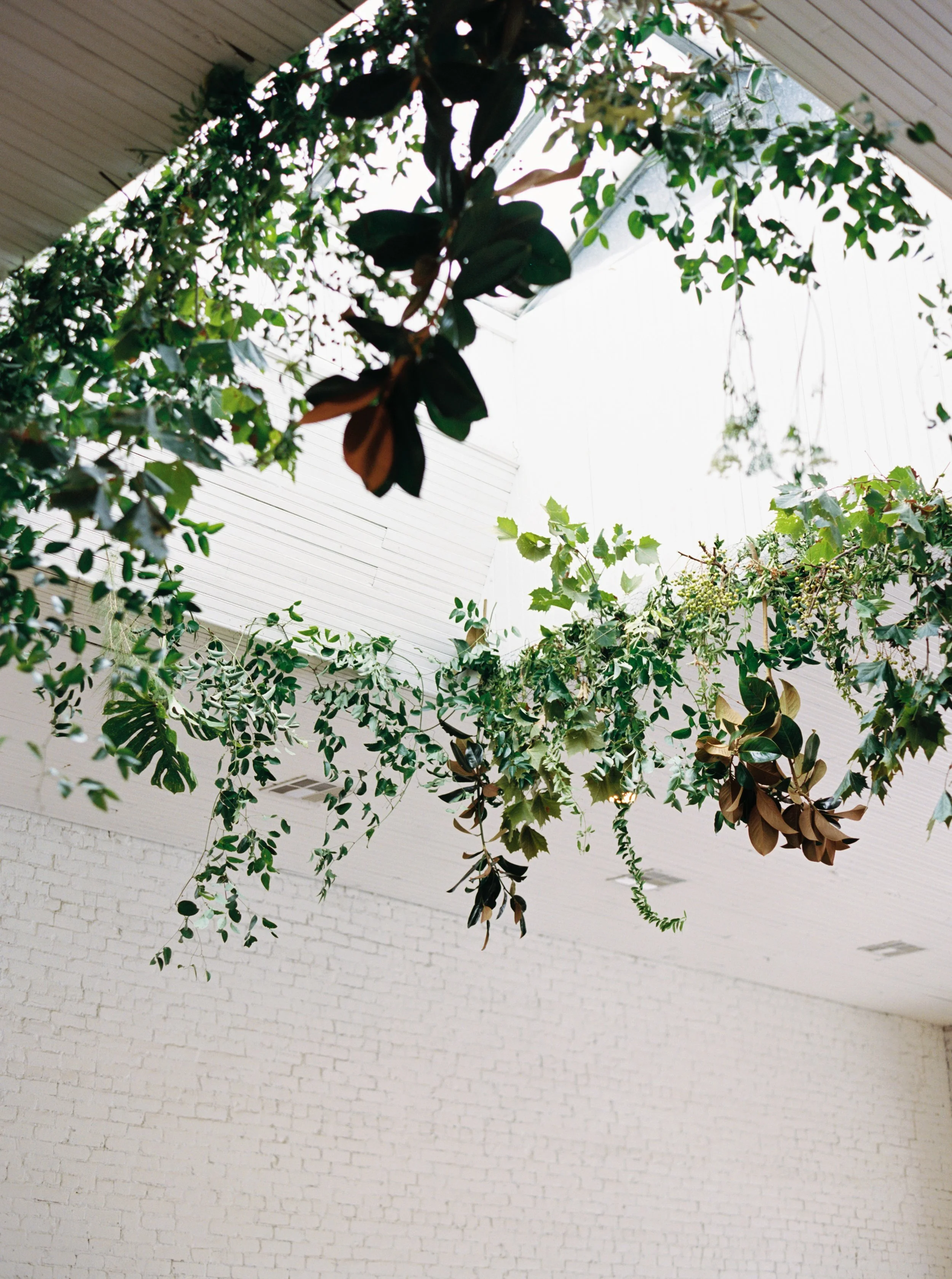 Indoor ceiling with hanging green plants and vines.