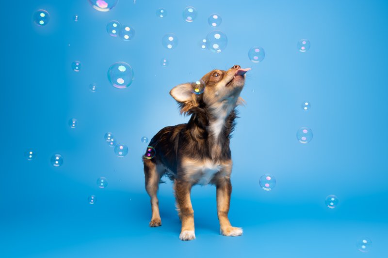 paws-and-bubbles-arf-wag-studio-1.JPG