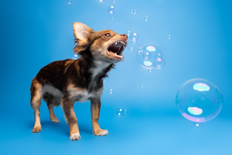 paws-and-bubbles-arf-wag-studio-3.JPG