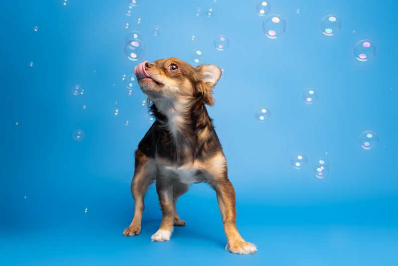 paws-and-bubbles-arf-wag-studio-4.JPG