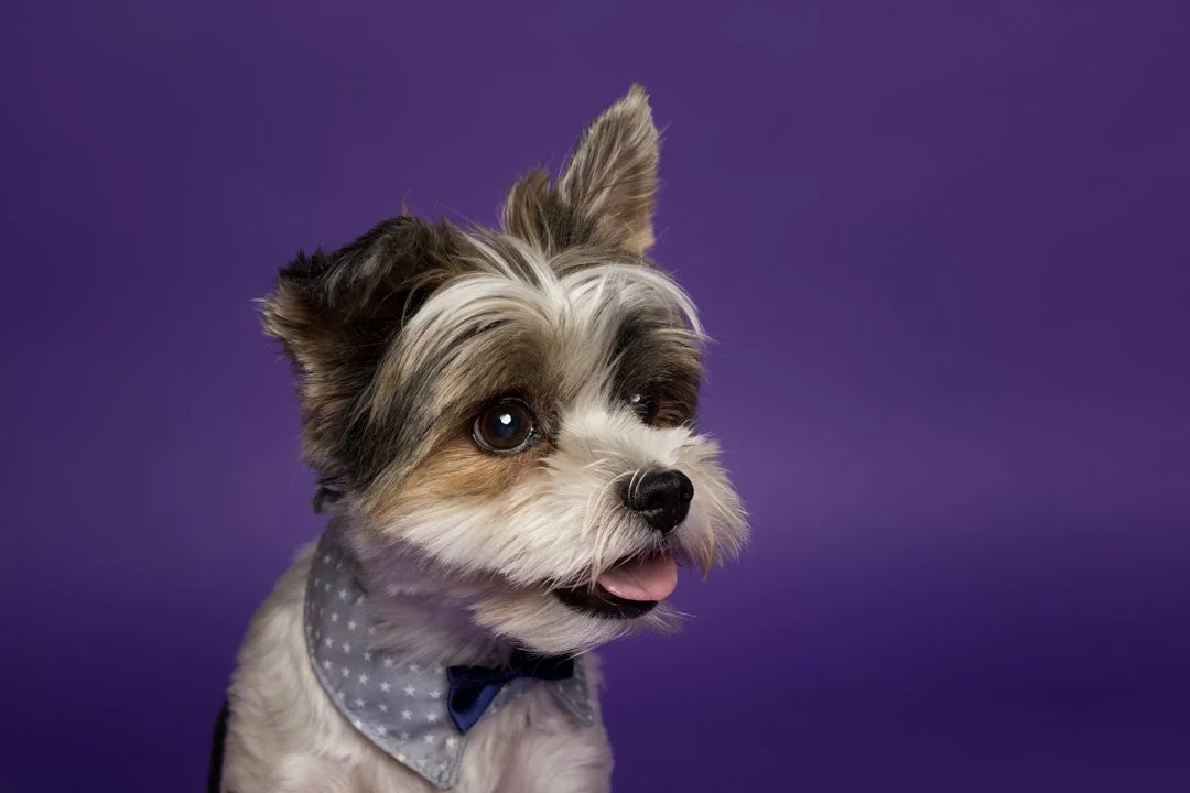 web_arf_wag_paws_around_the_world_by_michel_rohner_arf_and_wag_oreo-2.JPG