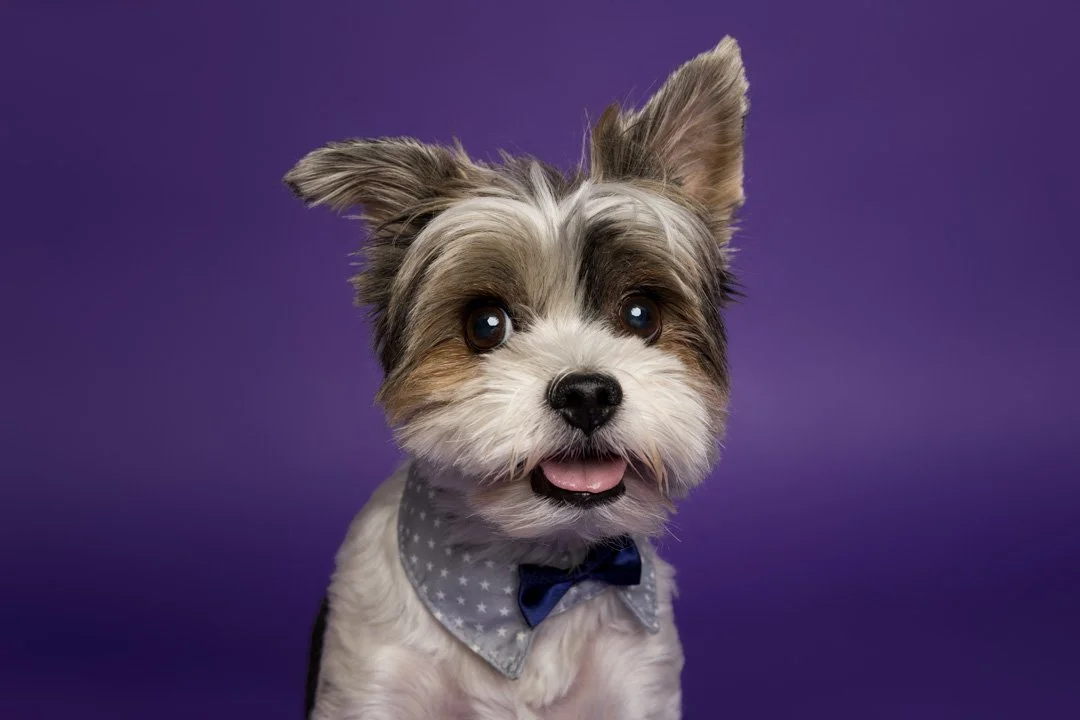 web_arf_wag_paws_around_the_world_by_michel_rohner_arf_and_wag_oreo-3.JPG
