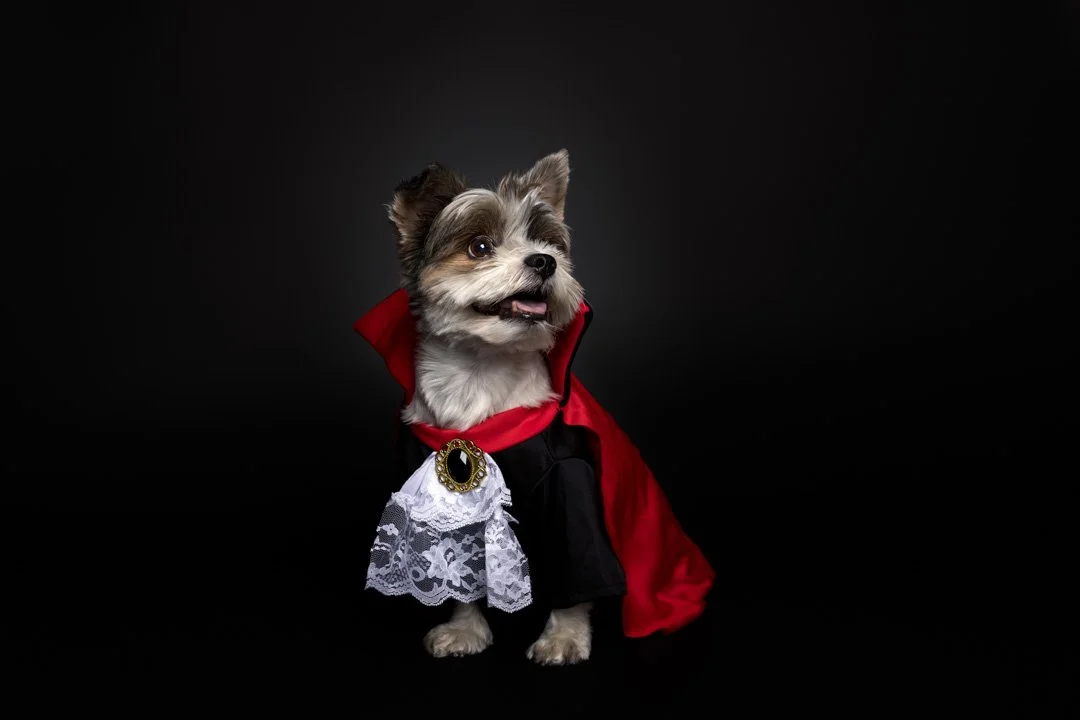 web_arf_wag_paws_around_the_world_by_michel_rohner_arf_and_wag_oreo-7.JPG