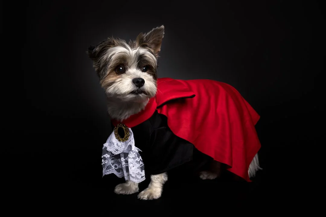 web_arf_wag_paws_around_the_world_by_michel_rohner_arf_and_wag_oreo-6.JPG