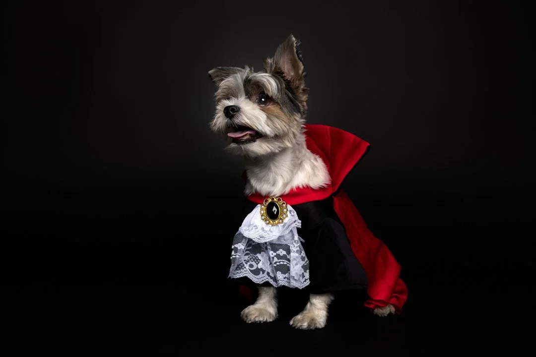 web_arf_wag_paws_around_the_world_by_michel_rohner_arf_and_wag_oreo-9.JPG