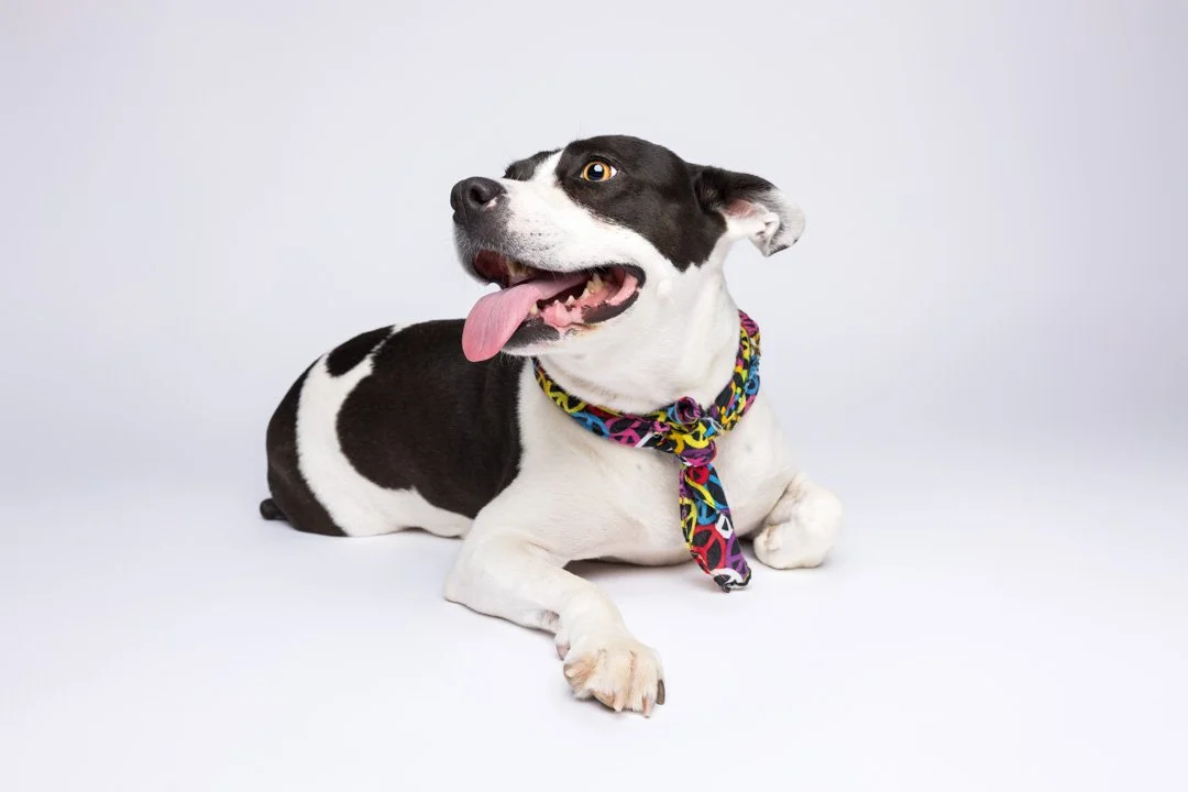 web_arf_wag_paws_around_the_world_by_michel_rohner_arf_and_wag_frida-2.JPG