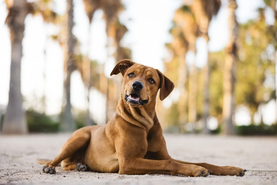 arf_wag_paws_around_the_world_by_michel_rohner_arf_and_wag_charly-web-4.JPG
