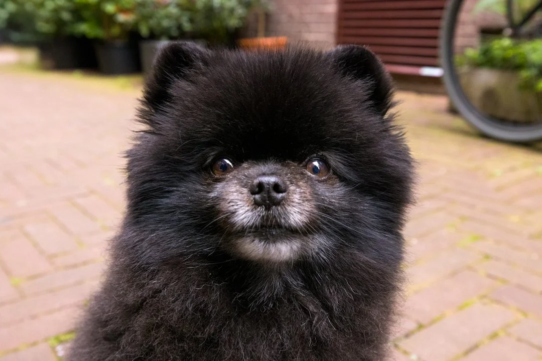 web-arf-wag-paws-around-the-world-3.JPG