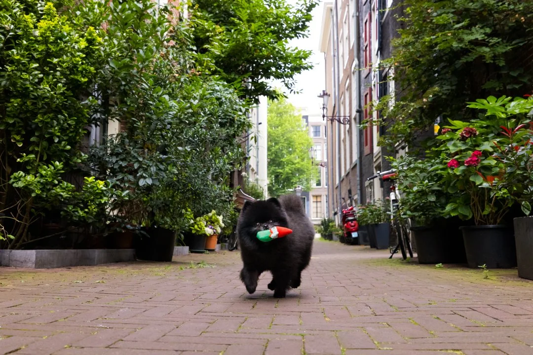web-arf-wag-paws-around-the-world-9.JPG