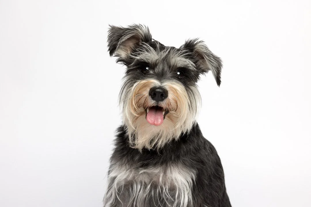 web_arf_wag_paws_around_the_world_by_michel_rohner_arf_and_wag_rosie-2.JPG