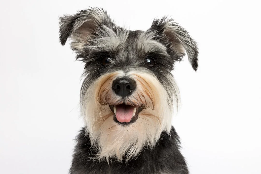 web_arf_wag_paws_around_the_world_by_michel_rohner_arf_and_wag_rosie-3.JPG