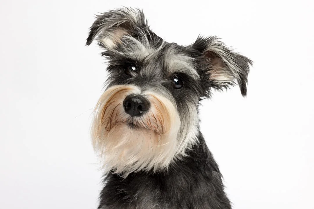web_arf_wag_paws_around_the_world_by_michel_rohner_arf_and_wag_rosie-6.JPG