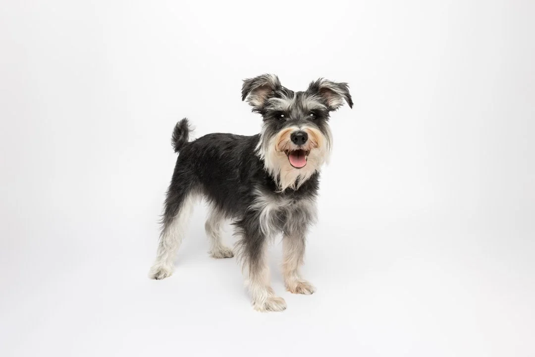 web_arf_wag_paws_around_the_world_by_michel_rohner_arf_and_wag_rosie-11.JPG