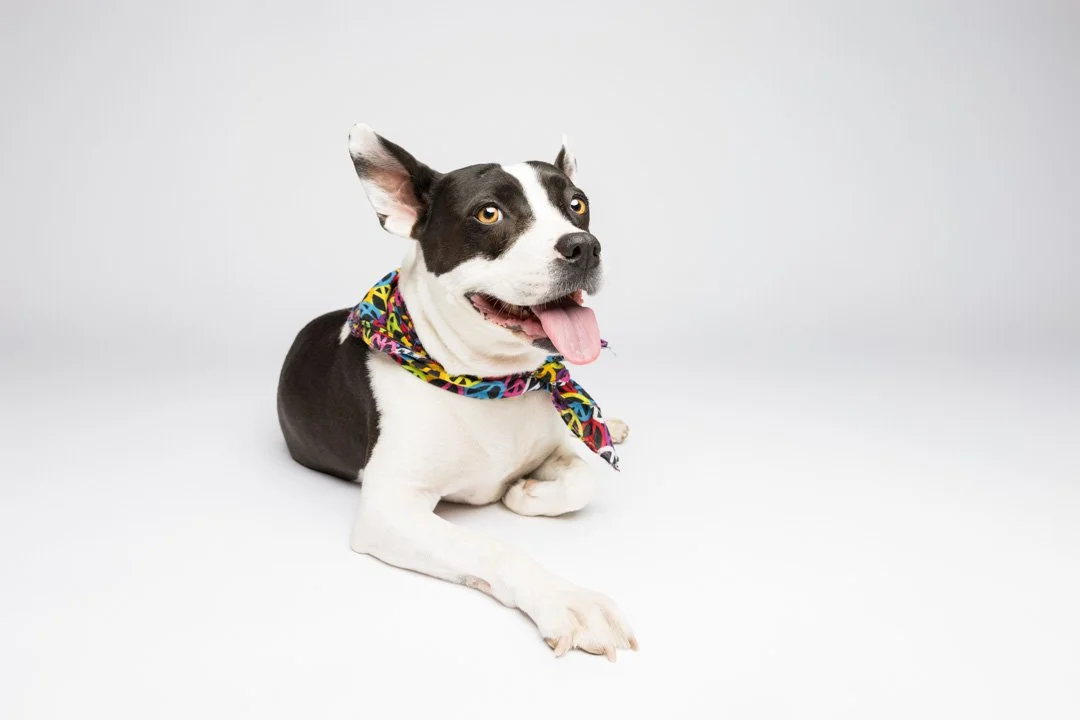 web_arf_wag_paws_around_the_world_by_michel_rohner_arf_and_wag_frida-7.JPG