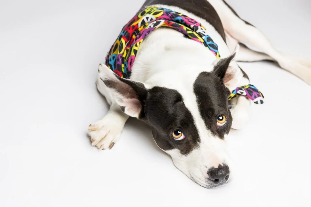 web_arf_wag_paws_around_the_world_by_michel_rohner_arf_and_wag_frida-8.JPG