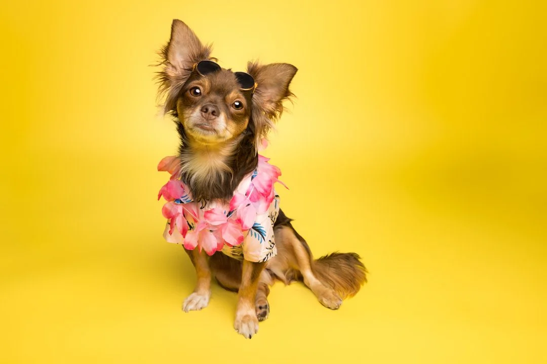 web_arf_wag_paws_around_the_world_by_michel_rohner_arf_and_wag_maple-9.JPG