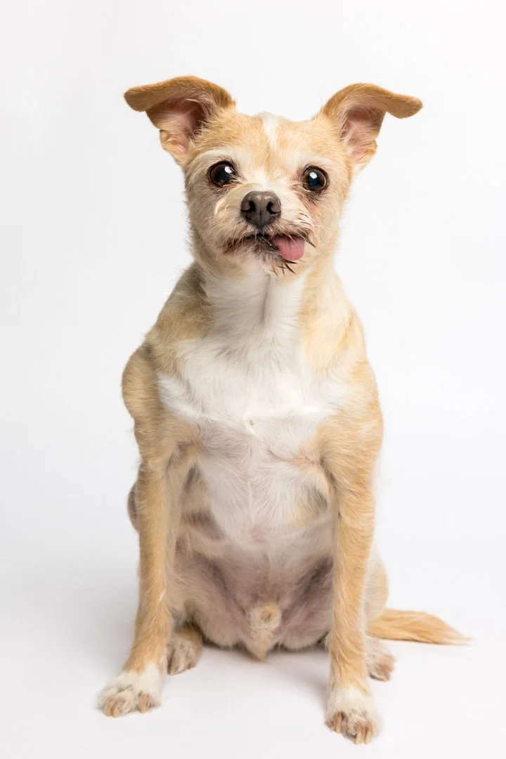 arf_wag_paws_around_the_world_by_michel_rohner_arf_and_wag_napoleon-web-4.JPG
