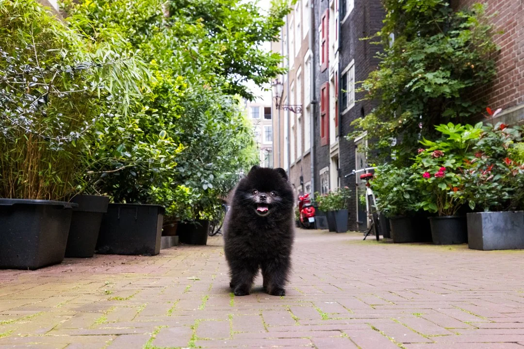 web-arf-wag-paws-around-the-world-8.JPG