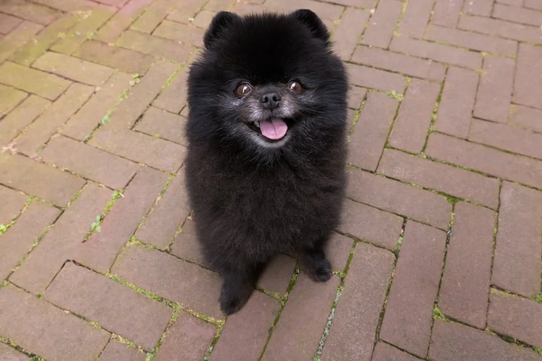 web-arf-wag-paws-around-the-world-10.JPG