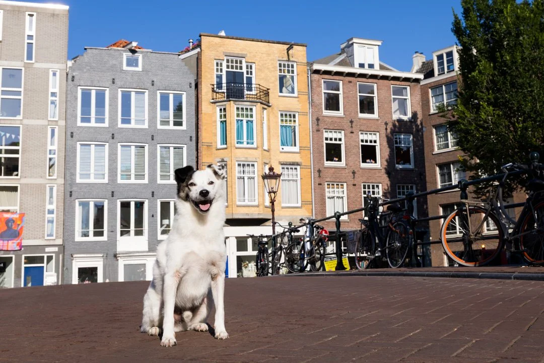 arf_wag_paws_around_the_world_by_michel_rohner_arf_and_wag_freddy_web-5.JPG