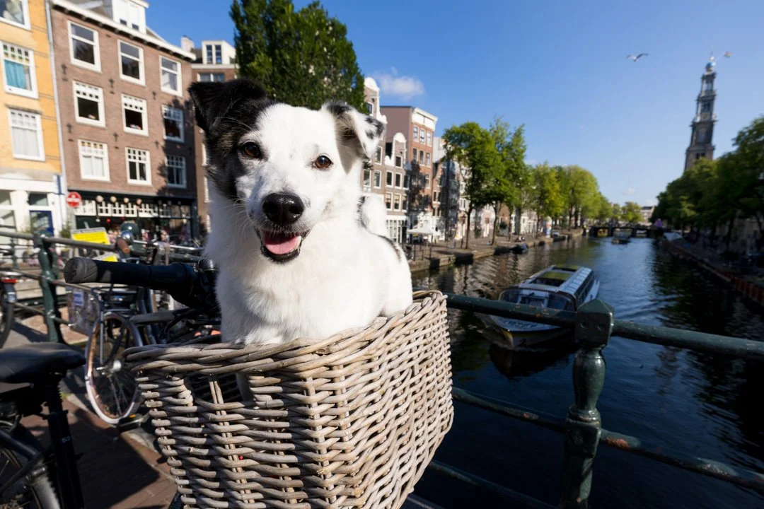 arf_wag_paws_around_the_world_by_michel_rohner_arf_and_wag_freddy_web-7.JPG