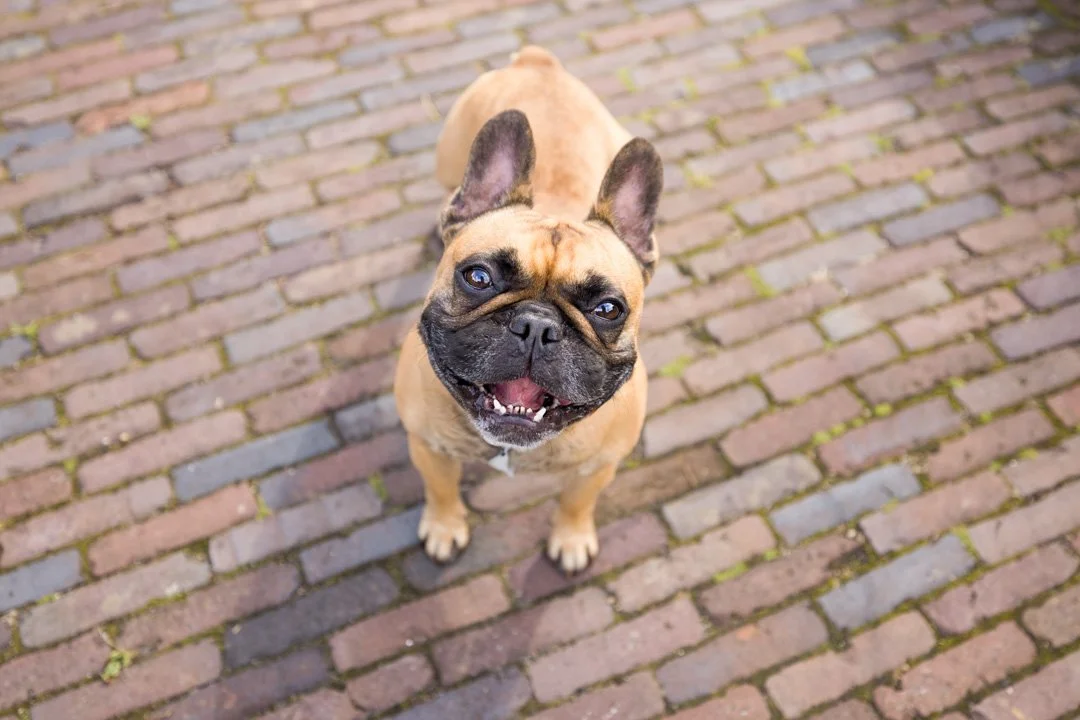 arf_wag_paws_around_the_world_by_michel_rohner_arf_and_wag_web-6.JPG
